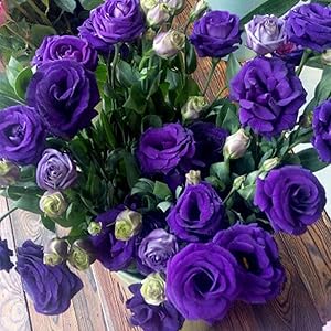 Eustoma Lisianthus flower seeds