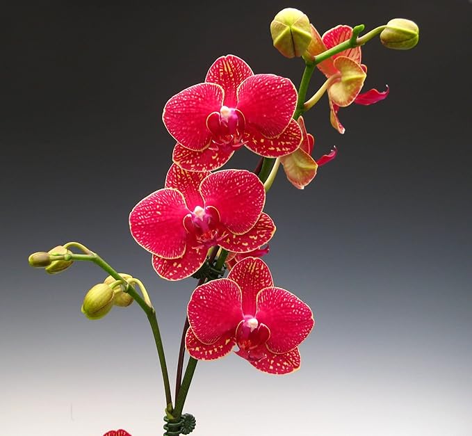 Phalaenopsis Orchid flower seeds