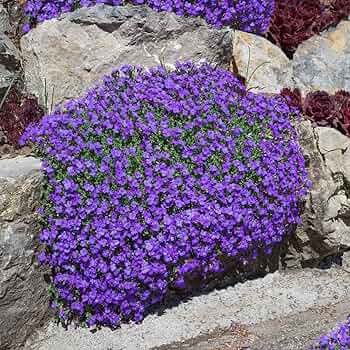 Aubrieta Perennial flower seeds