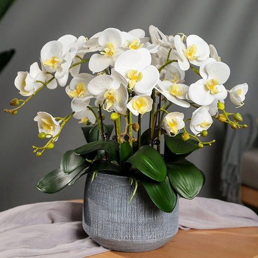 White Phalaenopsis flower seeds