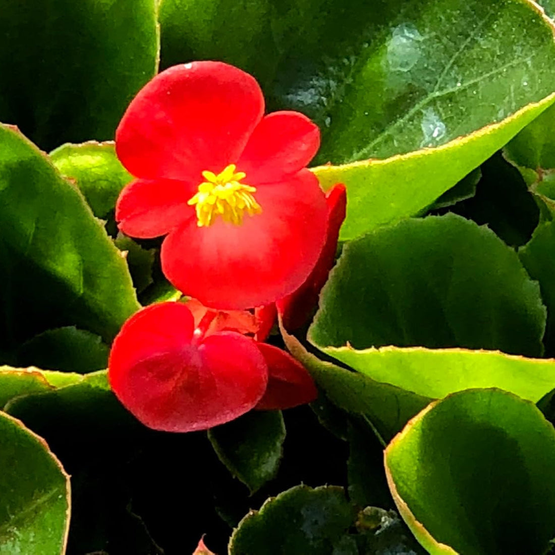 Red Begonia flower seeds