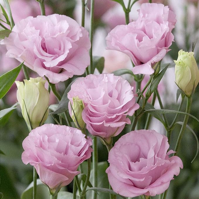 Light Pink flower seeds