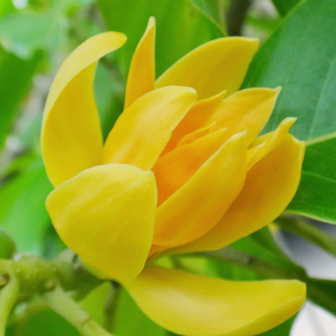 Orange Magnolia flower seeds