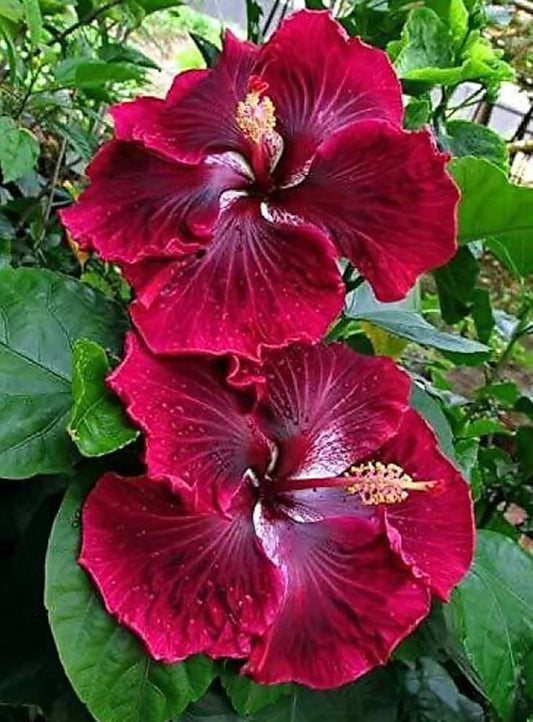 Brown Red flower seeds