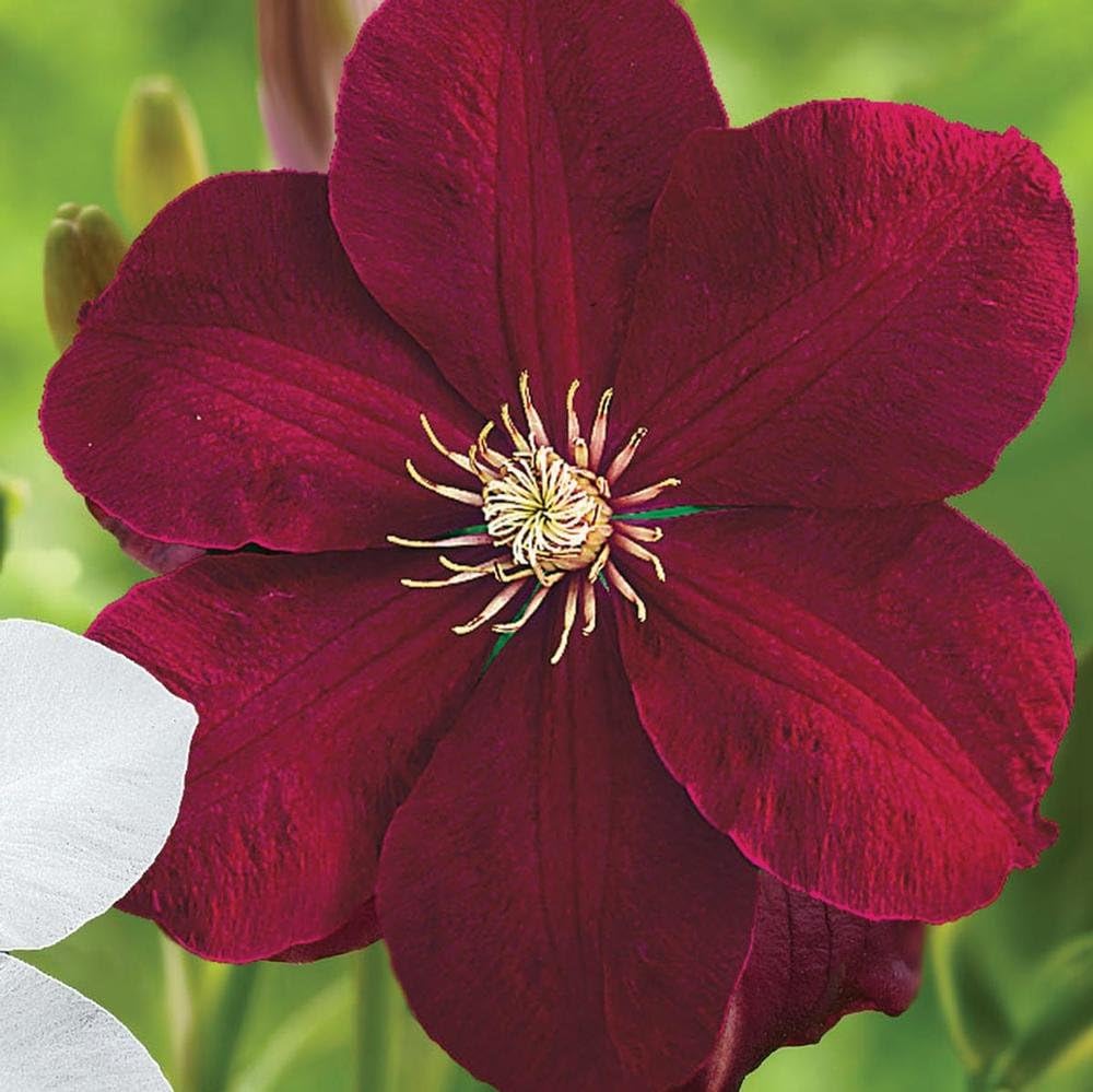 Burgundy Clematis flower seeds
