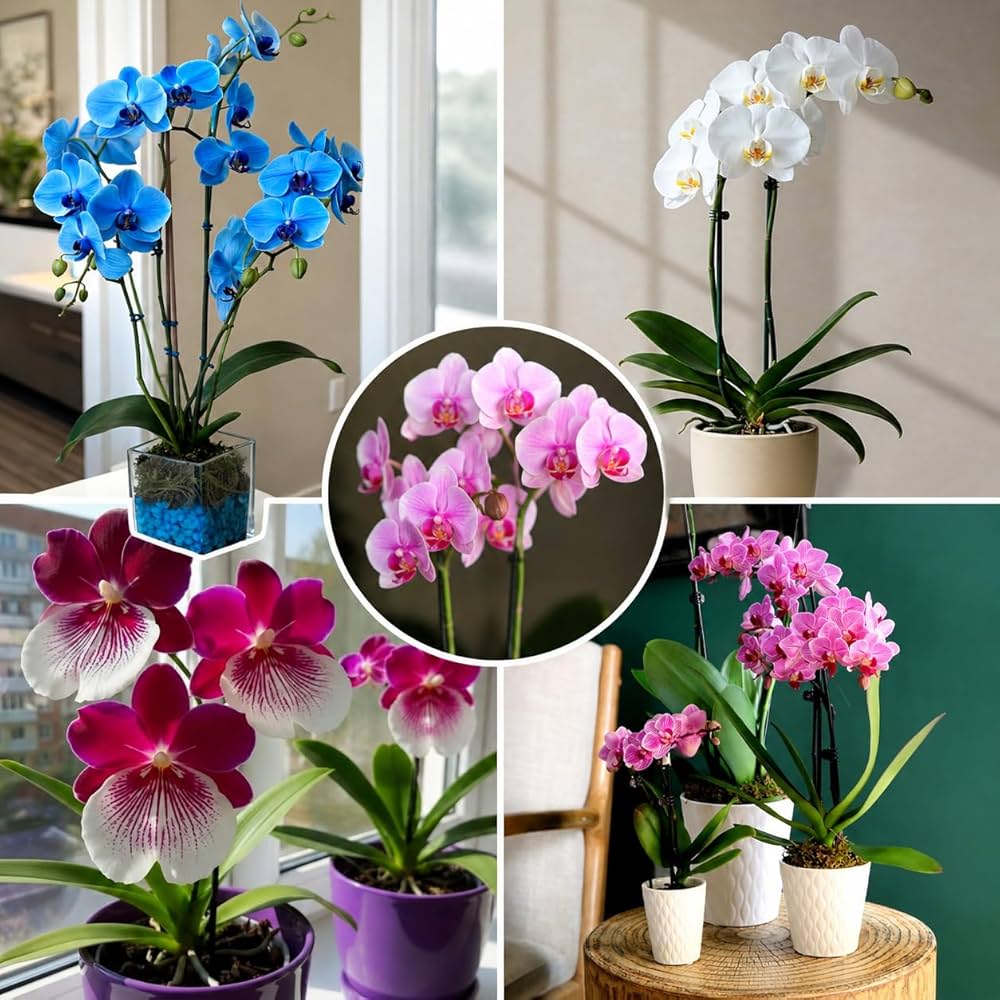 Phalaenopsis Orchid flower seeds