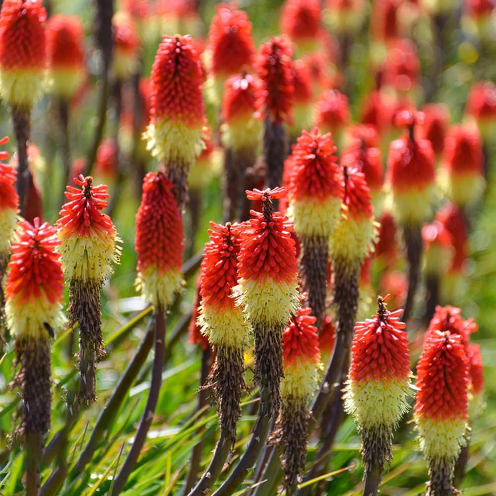 Torch Lily flower seeds