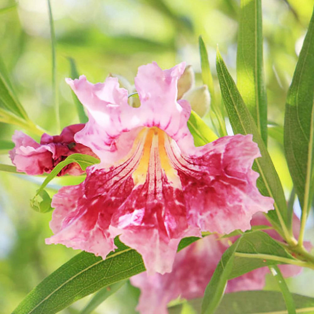 Desert Willow flower seeds