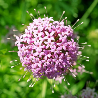 Pink Crosswort flower seeds