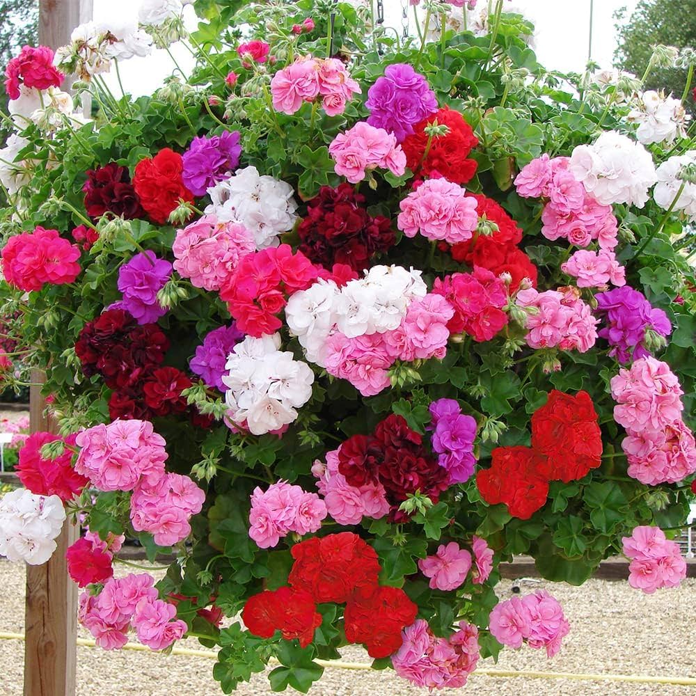 Geraniums flower seeds