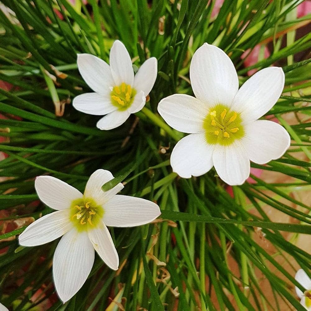Zephyranthes Candida flower seeds