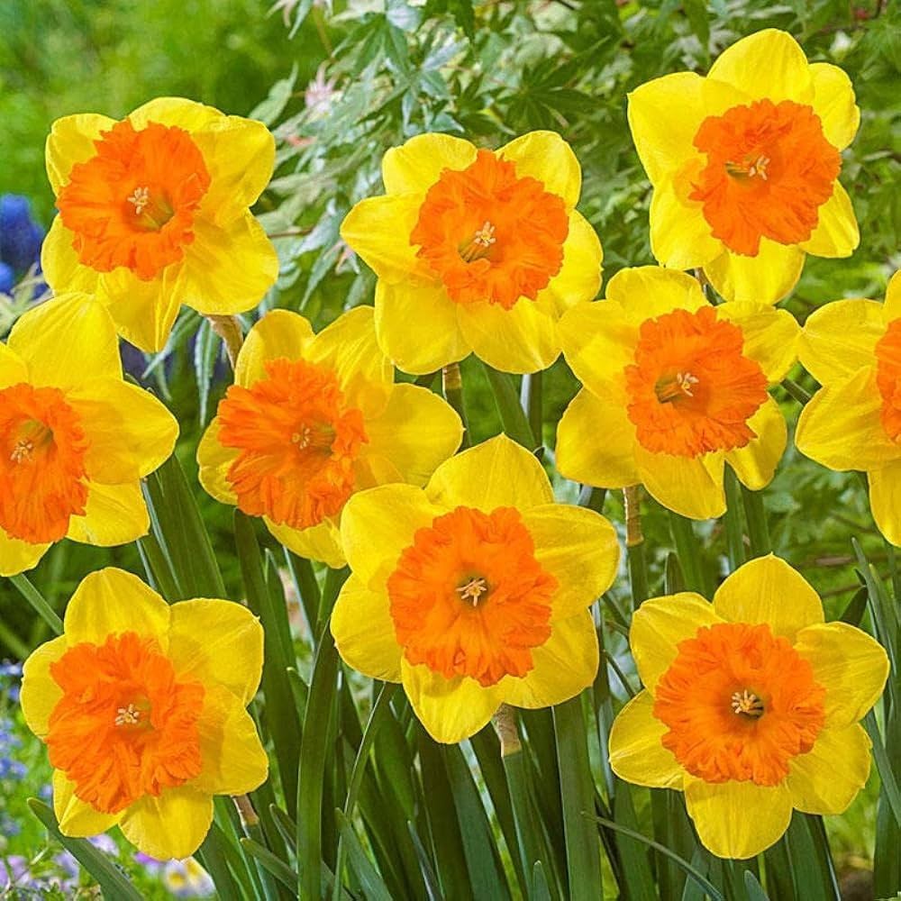 Orange Yellow flower seeds