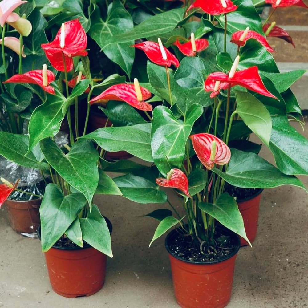 Red White flower seeds