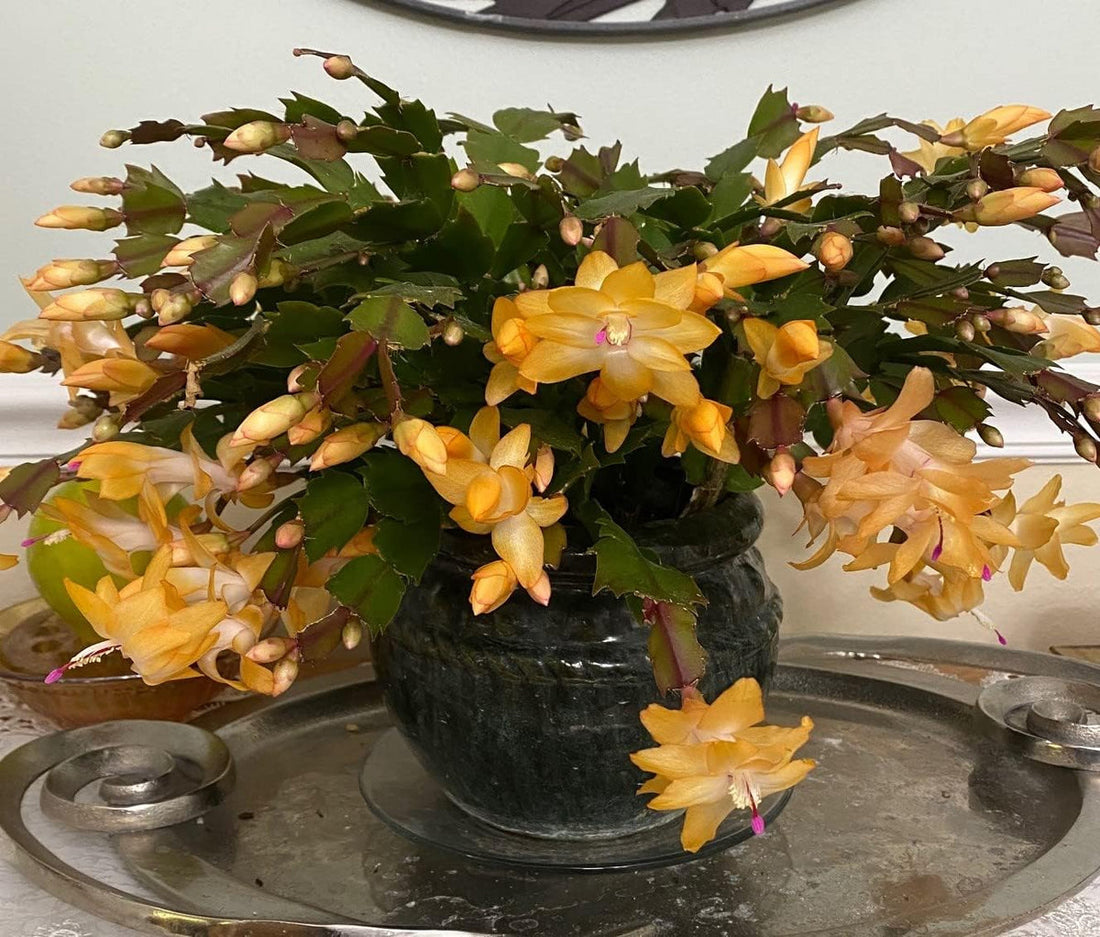 Yellow Schlumbergera flower seeds