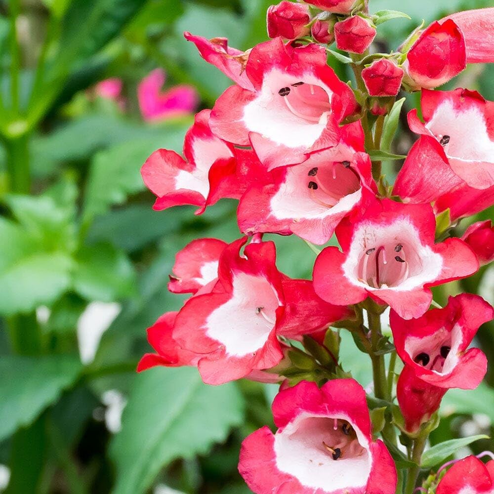 Hartwegi flower seeds