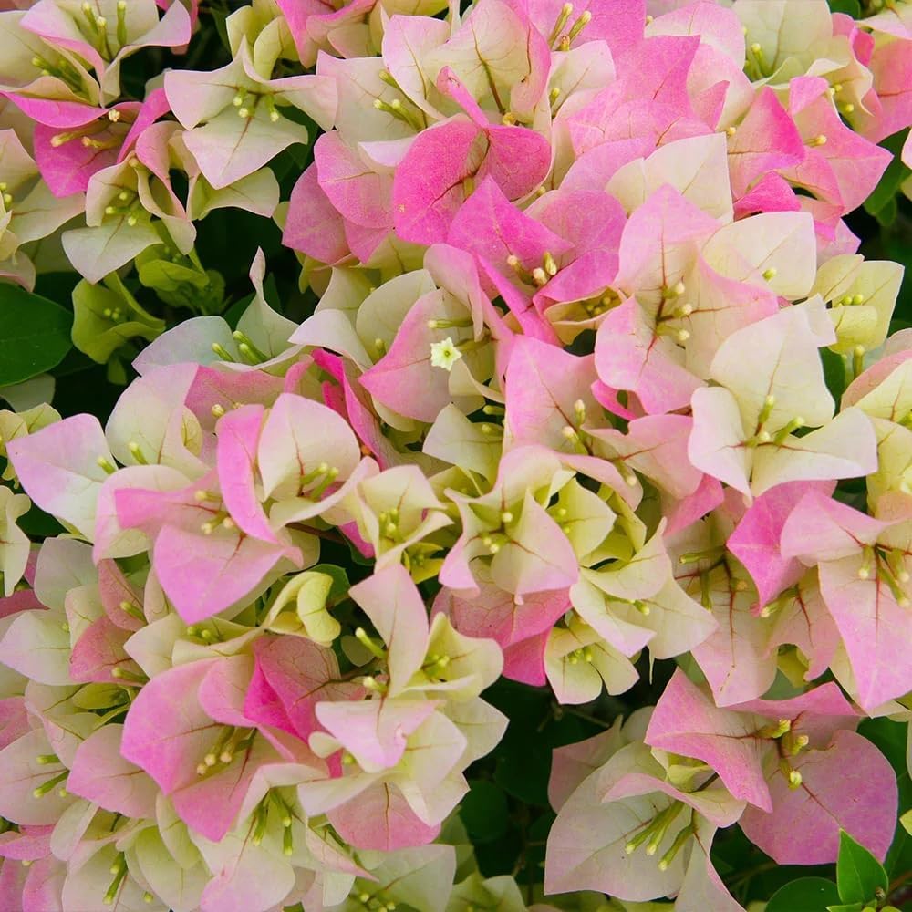 Pink White flower seeds