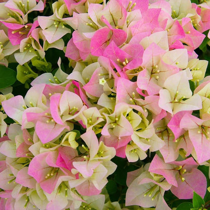 Pink White flower seeds