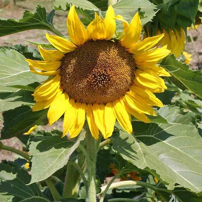 Zwerg Sunspot flower seeds