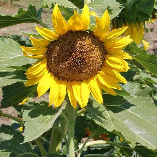 Zwerg Sunspot flower seeds