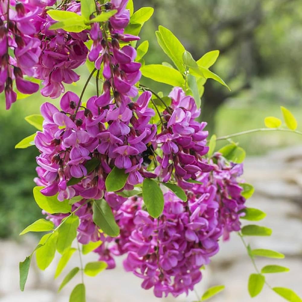 Pink Locust flower seeds