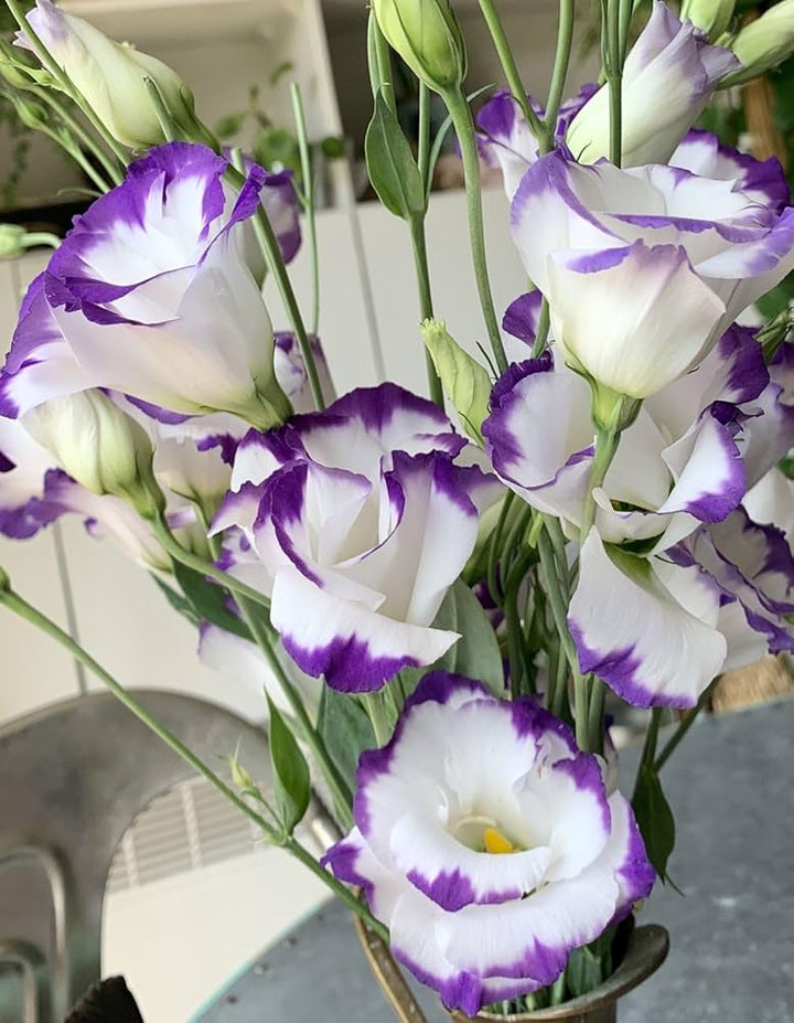 Violet White flower seeds