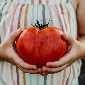 Tomato Vegetable Seeds for Planting – Heirloom Non-GMO Garden Seeds