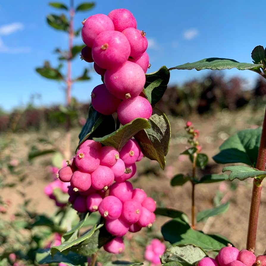 Coralberry Shrub flower seeds