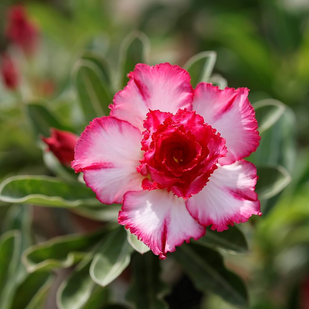 Pink White flower seeds