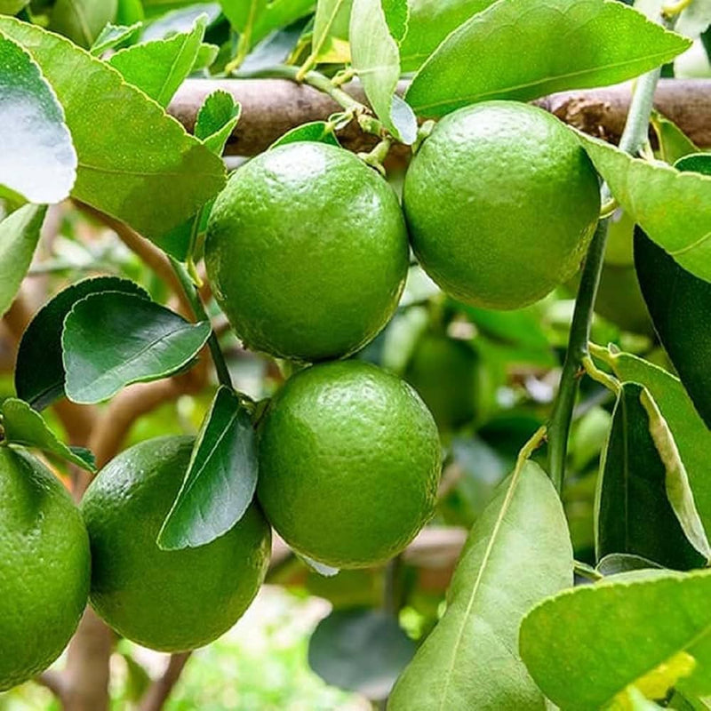 Yellow Lemon Fruit Seeds for Planting – Heirloom Non-GMO Garden Seeds