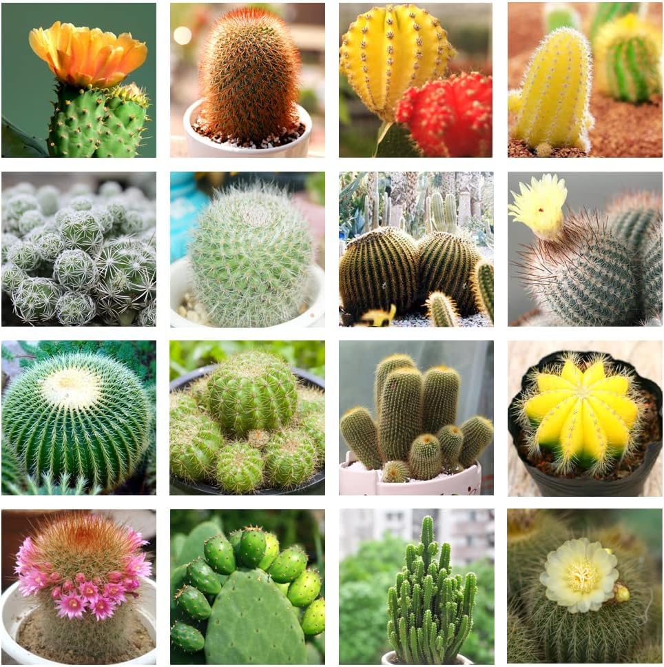 Cactus flower seeds