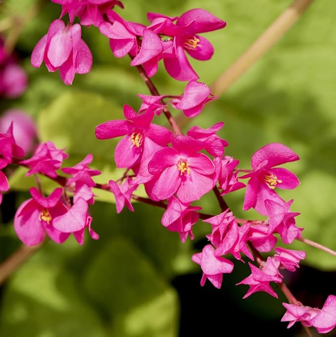 Antigonon Leptopus flower seeds