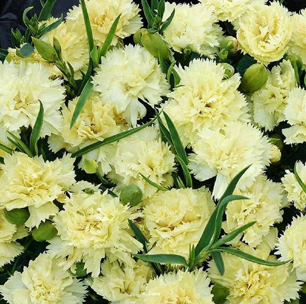 Carnation flower seeds