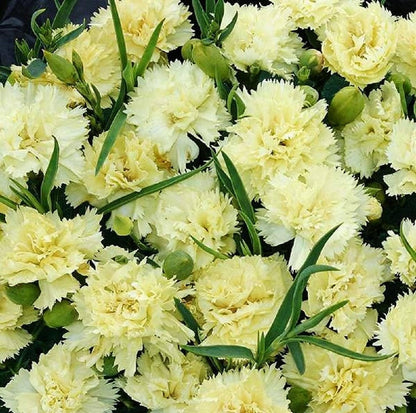 Carnation flower seeds