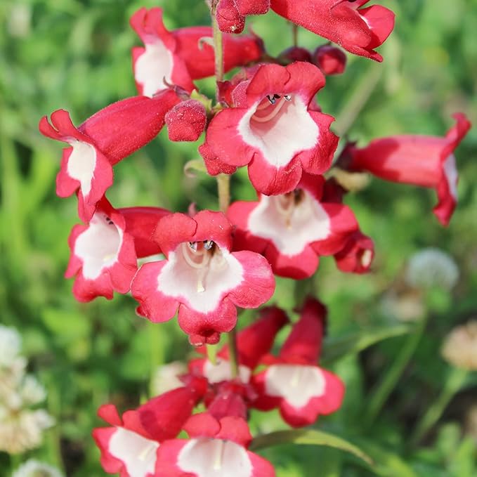 Red Penstemon flower seeds