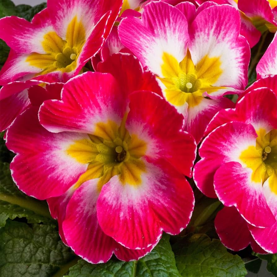 Mini Europe flower seeds