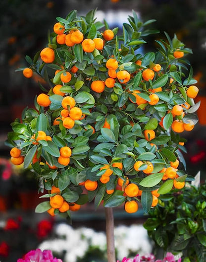Miniature Orange Tree Seeds for Planting – Citrus Tree for Home Gardens & Containers