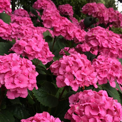 Pink Hydrangea flower seeds