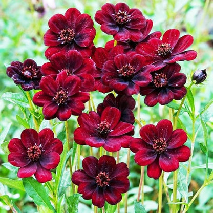 Cosmos flower seeds