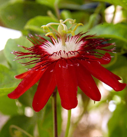 Passion flower seeds