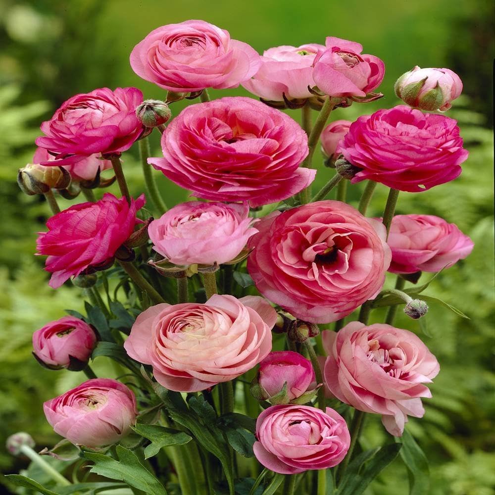 Ranunculus Baby flower seeds