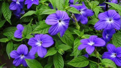 Browallia flower seeds