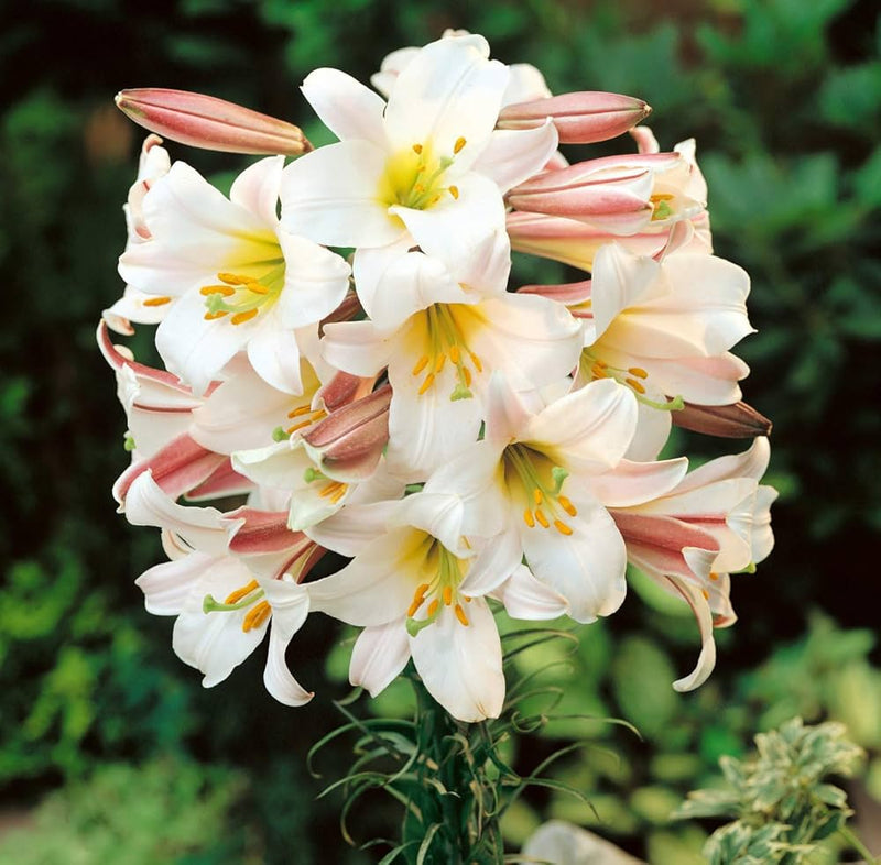 Lilium regale Flower Seeds for Planting – Heirloom Regal Lily Seeds