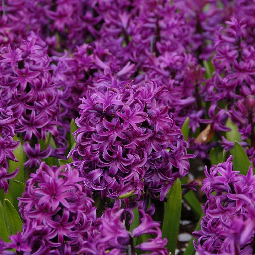 Hyacinth Purple flower seeds
