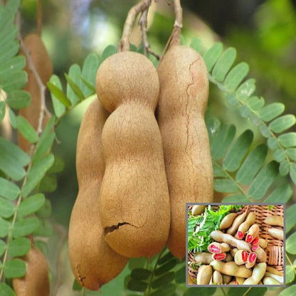 Orchid Tamarind Fruit Seeds for Planting – Heirloom Non-GMO Garden Seeds