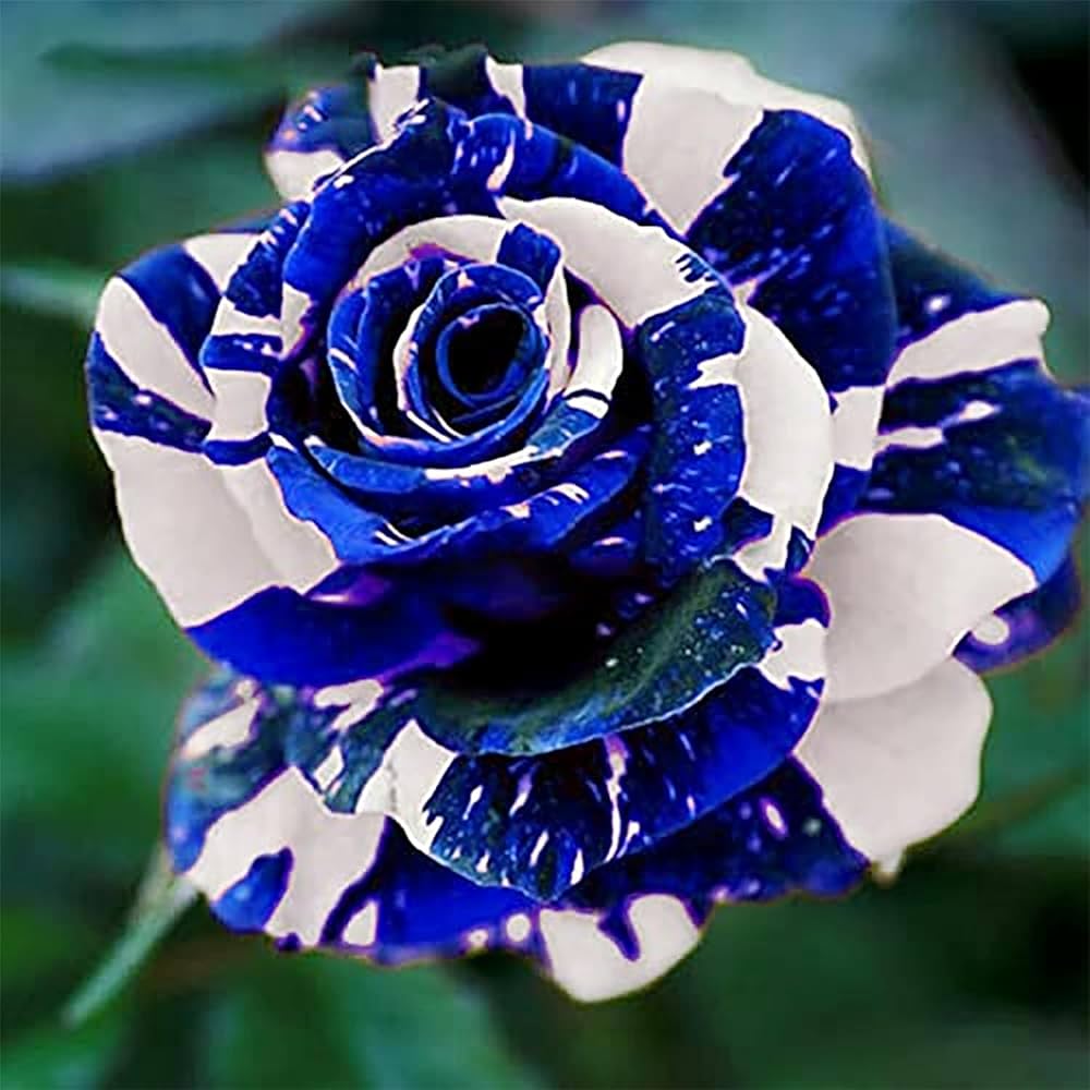 Tiger Stripe flower seeds