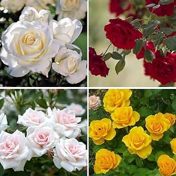 Rose Color flower seeds