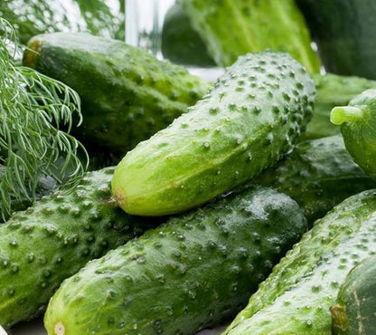 Lyalyuk Pickling Cucumber Seeds for Planting – Heirloom Garden Seeds