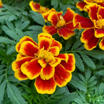 Durango Bee Marigold plant