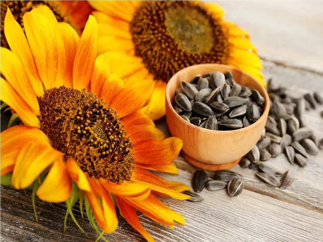 Sunflower Helianthus flower seeds