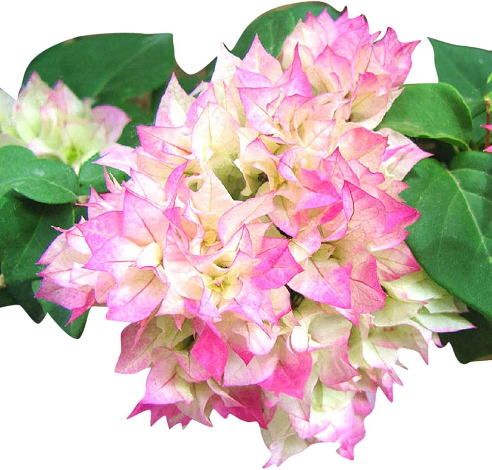 Climbing Bougainvillea flower seeds